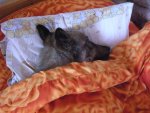 My Pets 002.jpg