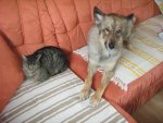 My Pets 031.jpg
