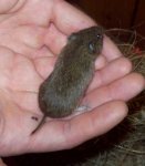 Wildmaus_01.jpg