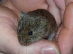 Wildmaus_02.jpg