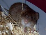 Wildmaus_03.jpg