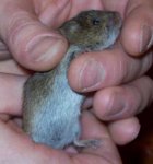 Wildmaus_04.jpg