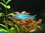 aqua53.jpg