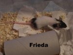 Frieda.jpg