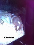 Krümel.jpg