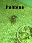 Pebbles.jpg