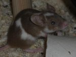 Krümel7.jpg