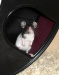 Frieda2.jpg