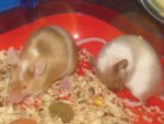 Mausi,Kiara und Cherry 022.jpg