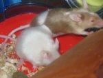 Mausi,Kiara und Cherry 002.jpg