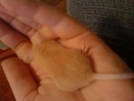 DSC00125.jpg