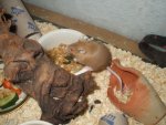 browny napf.jpg