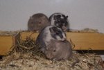 DSC09747.jpg