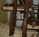 Mein Wattebausch.jpg