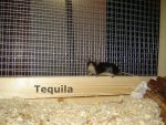 Tequila1.jpg