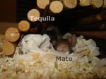 Mato und Tequila.jpg