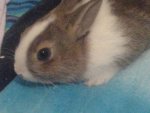 bunny 026.jpg