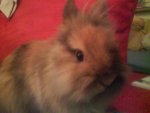 nala2 105.JPG
