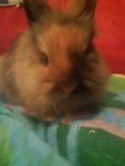 nala2 110.JPG