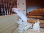 DSC01593.JPG