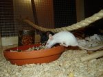 DSC02950.jpg