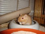 DSC05395 red.jpg