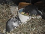 2010-02-28_20-03-54_113726.jpg