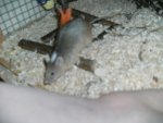 Micky,Mini,Knuffi,Krümel,Keks 016.jpg