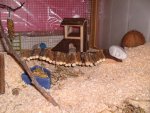 Punky,Bärchen,Mäuseeeeeee.! 070.jpg