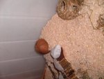 Punky,Bärchen,Mäuseeeeeee.! 072.jpg
