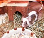 agouti.jpg