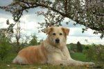 balu1.jpg