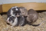 DSC05178.JPG