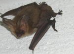 fledermaus.jpg