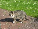 kater3a.jpg