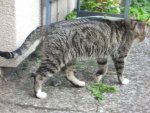 kater1a.jpg