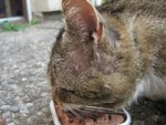 kater2.jpg