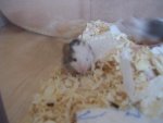 100_3285.jpg