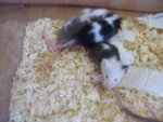 100_3331.jpg