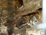 Moped und Gerbils 016.jpg
