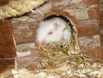 Gerbil 025.jpg