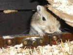Gerbil 024.jpg