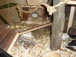 Gerbil 008.jpg