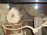 Gerbil 009.jpg