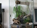 Glas-Terrarium Einrichtung.jpg