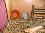 mini!!!&Hamsti Bamstii 016.jpg