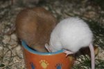 IMG_7251.jpg