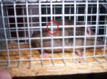 meerschweinchen002wlj4c697.jpg