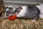 DSC00015.jpg