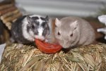 DSC00028.jpg